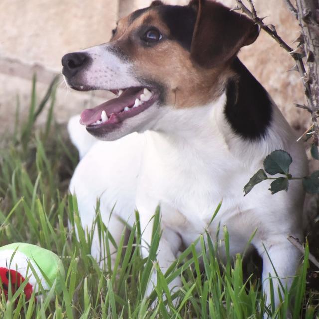 Wishbone - Jack Russell Terrier