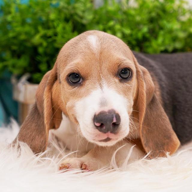 Scottie - Beagle
